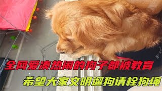 涉事狗凑热闹之后，全网的狗子都被教育，希望大家文明遛狗栓狗绳