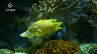 Ka-ching! The Slingjaw Wrasse ('cash register' fish) in 4K slow motion action