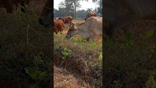 गाय चराते #trending #villagecow #gay #shortviral #shortvideo