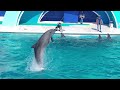 鴨川シーワールド イルカショー イルカパフォーマンス ※2023.09.17 kamogawa sea world dolphin show