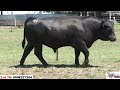 lot 79 vhw22t204 weeran angus autumn bull sale 2024