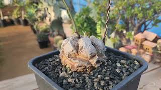 꽃분이네선인장이야기 Dioscorea elephantipes 귀갑룡. 구갑룡