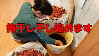 【梅仕事】梅干し干しはじめました。