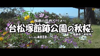 福島の花めぐりより Ｖｅｒ. 4Ｋ～ 福島県二本松市 台松塚館跡公園の秋桜 ～