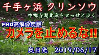 千手ヶ浜のクリンソウを見に中禅寺湖北岸を歩く カメラを止めるなシリーズFHD