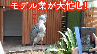 ハシビロコウふたばちゃんとゆかいな仲間たちの過ごし方!【夏のふたば19】Shoebill FUTABA 2022 summer-17　掛川花鳥園のハシビロコウふたば