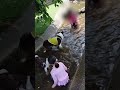 ボーダーコリーの子犬が急成長！？【水遊び】