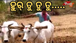 Barpali Tv - ଅକ୍ଷୟ ତୃତୀୟା ଦିନ ପୂଜା କରି ହୁର ତୁ ତୁ କରୁଛନ୍ତି ଚାଷୀ