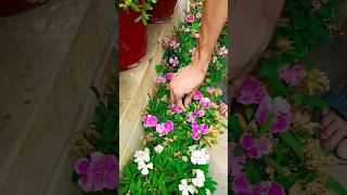 Pinching to get more flowers in Dianthus plant #gardenflowerplants #shortsfeed #ytshorts #shorts