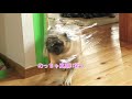 愛犬にサランラップのドッキリしてみたら笑いすぎてヒクヒクなったパグ犬ぷぅ pug｜田舎暮らし