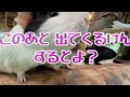 プカプカ浮かぶリンゴを追うカピバラが愛おしかったw capybara eating apples in bath