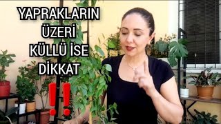 💯👉KÜLLEME HASTALIĞI NEDEN OLUR❓️NASIL GEÇER❓️‼️#çiçekhastalıkları #çiçekbakımvideoları