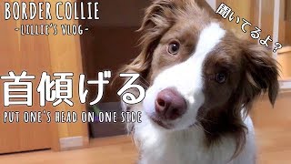 首を傾げるけど話を理解してるボーダーコリー(1歳8か月) / put one's head on one side Border collie