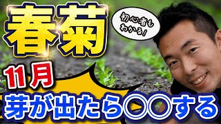 【春菊の育て方】10月、芽が出たらする3つのコト！　2022.10.29【家庭菜園】【ガーデニング】