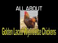 Golden Laced Wyandotte Chicken - Information