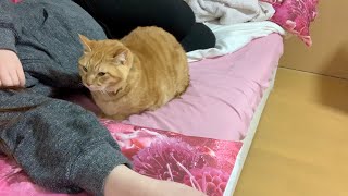 メンタルブレイク中の飼い主を心配して寄り添ってくる猫たちが可愛すぎる♡