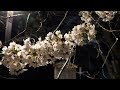 天上寺の桜！夜桜編 2022年5月1日