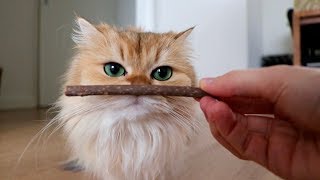 SILVER VINE / MATATABI STICKS FOR CATS | TESTING OUT