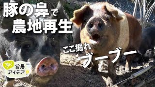 【動く営農アイデア】ここ掘れブーブー　鼻耕で農地再生　豚の放牧（愛媛県西予市）