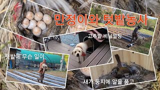 만정이와 텃밭농사... 오늘은 비닐멀칭 하는 날 [Gardening with Manjeong... Today is plastic mulching day]