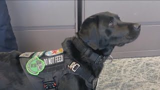 Meet Phoebe, the electronic detection K-9