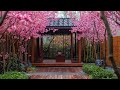 🌸🎋 asian spring gardens where cherry blossoms dance u0026 bamboo whispers