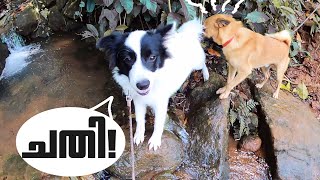 രണ്ടാളും ഒരുമിച്ച് ആദ്യമായി തോട്ടിൽ പോയി | Dogs First Time Seeing A River Hilarious Reaction