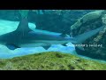 🇨🇦aquarium canada கனடாவின் மிகப்பெரிய நீர்வாழ் காட்சிச்சாலை aquarium canada vlog