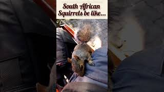 South African Squirrels be like... #trending #short #shorts