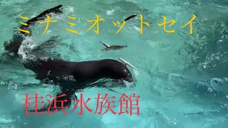 泳ぎながら餌を食べるオットセイのキネン君とクオちゃん💕桂浜水族館にて2022年4月1日