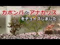 【金魚飼育】水草は金魚のおやつ？スカスカになった水草を交換