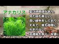 【金魚飼育】水草は金魚のおやつ？スカスカになった水草を交換