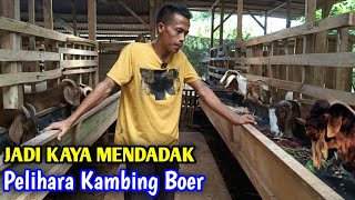 Pelihara Kambing Boer Lebih Mudah Besar Hasilnya