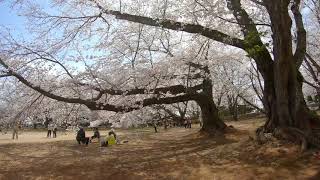 japan   4k 龍ヶ崎市　愛国学園の桜