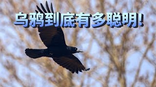 脑容量不到14毫升，智商却和黑猩猩相当，乌鸦为什么那么聪明？【小豆知】