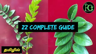 ZZ Plant Care || Propagation & Maintainance #தமிழில் #zzcare #indoorplant #plantsale #buyplants #buy