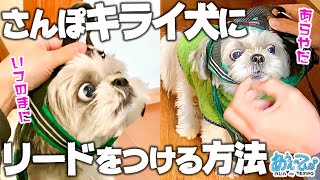 【苦肉の策】散歩嫌いの犬にリードをつける方法【うちの場合】