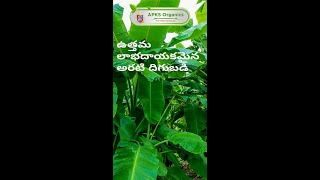 [Telugu] Banana Organic Result From Our Farmers