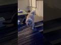 Excited dog got slapped by his cat brother #dog #goldenretriever #dogandcat #cat