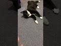 tuxedo cat😊おいでおいで🐈‍⬛白黒猫ざきおくん【猫動画】