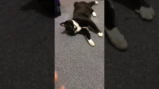 tuxedo-cat😊おいでおいで🐈‍⬛白黒猫ざきおくん【猫動画】