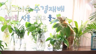 싱그러운 봄 그리고 싱그러운 수경재배/식린이도 쉽게 하는 식물키우기/ Fresh spring and fresh hydroponic cultivation