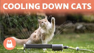 How to Keep a CAT COOL in SUMMER ☀️🐱💦 (6 Tips)