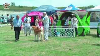 Komárom CACIB 2014.06.08 DOGSHOW