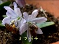 春の花 ３月の我が家の花）