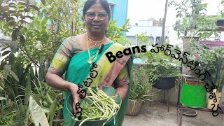 మా తోటలో Beans  హార్వెస్టింగ్ చేశాను