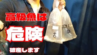 【アピストグラマ ビタエニアータ】ペアで○万円で高価ですが、こんな綺麗な魚なら飼いたくなる熱帯魚　【アクアリウム】aquarium