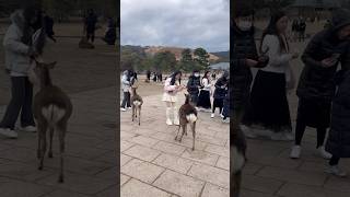 奈良公園史上最も面白いお辞儀をする鹿 Nara deer park