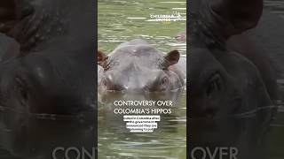 Controversy Over Colombia’s Hippos 🇨🇴🦛
