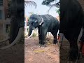 puthenkulam ananda krishnan പുത്തൻകുളം ആനന്ദകൃഷ്ണൻ kerala elephants🔥🔥🔥